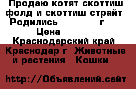 Продаю котят скоттиш-фолд и скоттиш-страйт. Родились 17.05.2017 г.,  › Цена ­ 3 000 - Краснодарский край, Краснодар г. Животные и растения » Кошки   